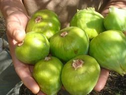 green fig fruit in hands close-up, ouazzane