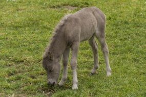 foal on a green meadow