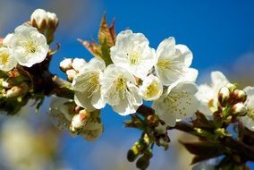 fruit tree cherry