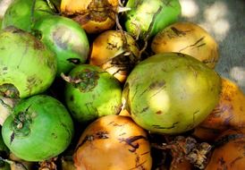 buah kelapa