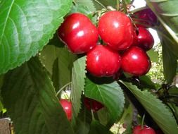 Cherries on the tree in spring