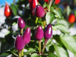 ornamental red and violet peppers with green leaves