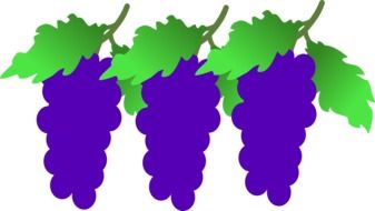 grapes clusters drawing