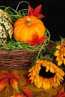 color autumn basket