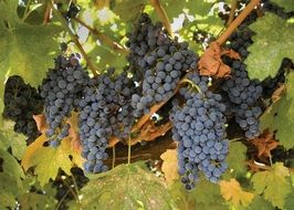 ripe dark purple grapes close-up on the vine