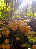 sea of mushrooms
