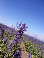 Beautiful fields with the lavender flowers