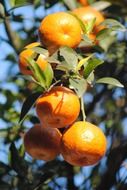 ripe tangerines on a branch