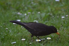 blackbird on green field