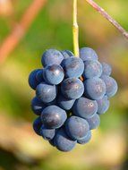 blue grape vine