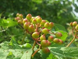 Green berries Viburnum ordinary close-up on blurred background