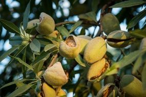 almonds tree growing branch