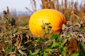 orange pumpkin on the ground