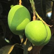 two green mangoes on a branch, India, dharwad