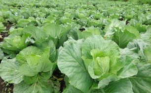 lot of cabbage on field