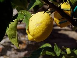 lemon tree