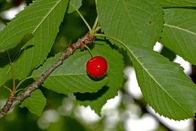 red cherry on a background of leaves