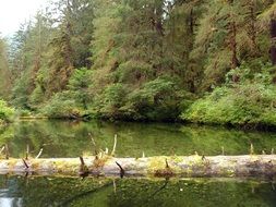 forest at river, landscape, canada, british columbia