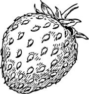 drawing of strawberry in black and white