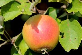 apple on a branch in the game of light and shadow