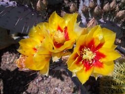 cactus blooming