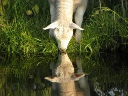 lamb water drinking summer portrait