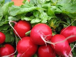 Photo of Red radishes