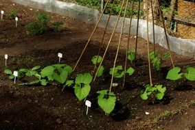 beans garden plant