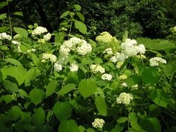 white garden hydrangea