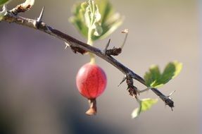 red gooseberry in spring