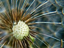 seeds of the dandelion closeup