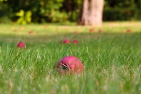 pink apples on green grass