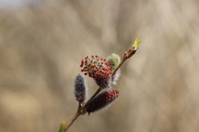 Pussy willow grows in nature