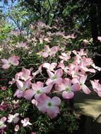 botanical garden in bloom