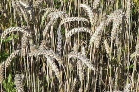 golden ears of wheat on the field