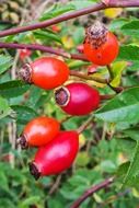 rose hip-antioxidant