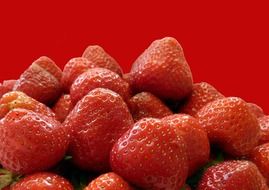 strawberry fruit on a red background