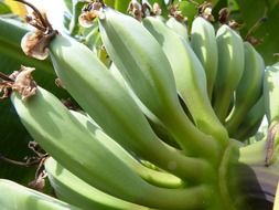 green banana shrub