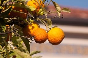 ripe oranges on a branch close-up on a blurred background