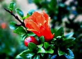 red flower on orange tree