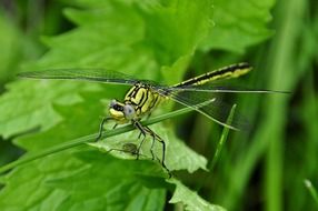 picture of dragonfly insect in nature