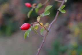 rosehip berry on a branch