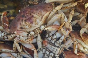 fresh lobster crawfish delicious food