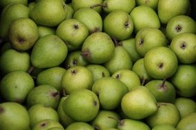 harvest of ripe pears