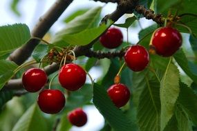 red organic cherries fruit with leaves close-up