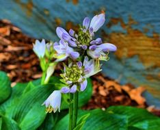 lavender flower in the garden