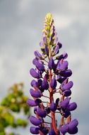 purple petals of a blossoming tree