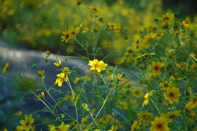 yellow buttercups on a lush bush close-up