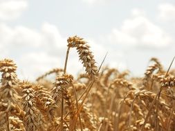 field of spike of wheat