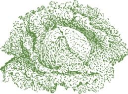 cabbage vegetable drawing